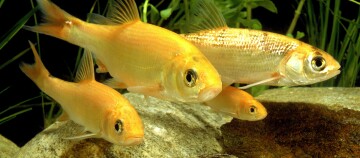 Nicht jeder Fisch sich für den Gartenteich FRESSNAPF