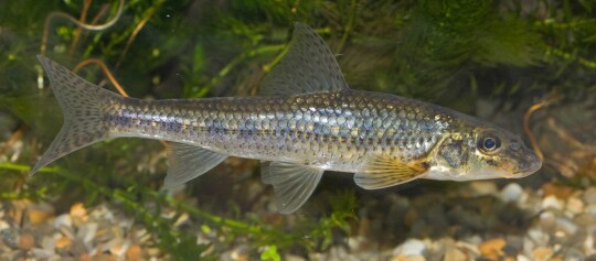 Alles rund um den Teich im Garten Magazin FRESSNAPF