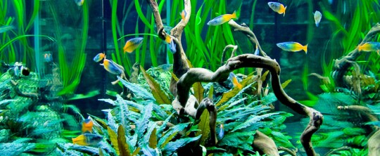 Buntes Süßwasser-Aquarium mit leuchtend blauen und orangen Fischen, grünen Wasserpflanzen und verwachsenen Treibholzästen.