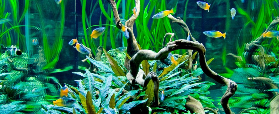 Aquascaping