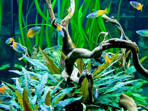 Aquarium Luftpumpe: Dann braucht man sie - Aquaristik Blog mit vielen Infos  rund um das Aquarium