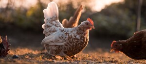 Vrijlopende kippen bij zonsondergang met warm licht en natuurlijke grond