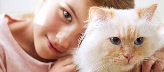 Gros plan d'une fille câlinant un chat crème aux yeux bleus