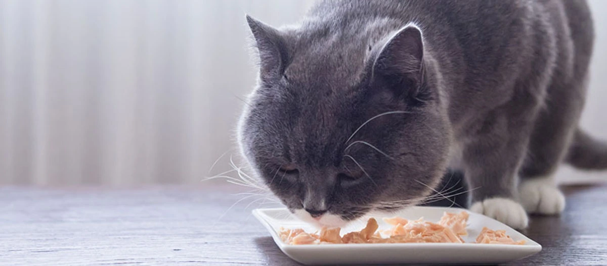 Szaro-biały kot je rozdrobnione jedzenie z białego talerza na drewnianym stole.