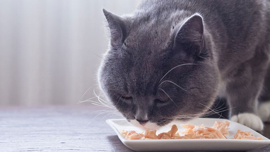 Ingrédients pour la nourriture pour chats : Informations
