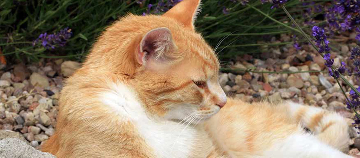 Chat tigré orange et blanc détendu allongé sur des cailloux à côté de fleurs violettes dans un jardin