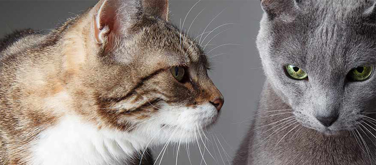 Eine Katze schnuppert an einer anderen