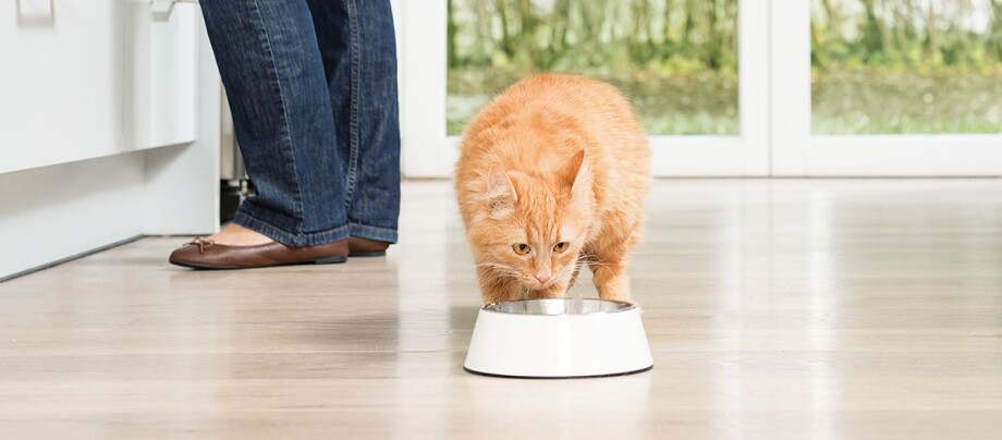 Auf welche Kauffaktoren Sie als Käufer bei der Auswahl von Diät katzenfutter selber machen achten sollten