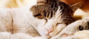 Schlafende Katze mit weiß-braunem Fell, entspannt auf weicher Decke