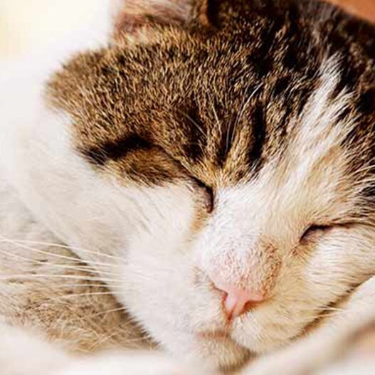 kans partij baseren Hoe lang slapen katten? Informatie en advies | MAXI ZOO