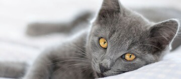 Eine Nahaufnahme einer Katze.