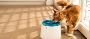 Flauschige braun-weiße Katze trinkt aus modernem weiß-blauem Haustier-Wasserbrunnen auf Holzboden neben sonnigem Fenster mit Jalousien