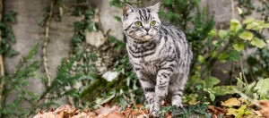 Chat tigré argenté aux yeux verts debout sur des feuilles d'automne et du lierre devant un mur en pierre dans un jardin