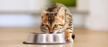 Młody pręgowany kot z zielonymi oczami jedzący z metalowej miski