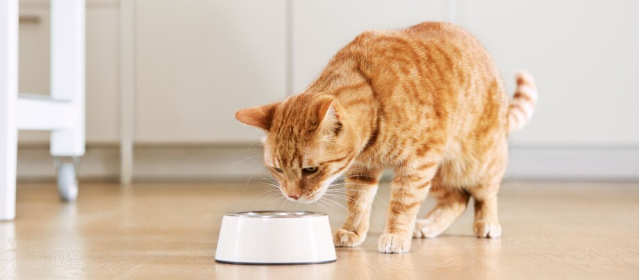 Katze abgemagert trotz fressen