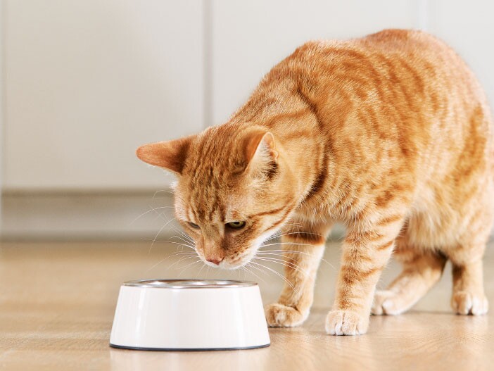 Denken maat Gevaar Je kat eet niet meer? Informatie en advies | MAXI ZOO