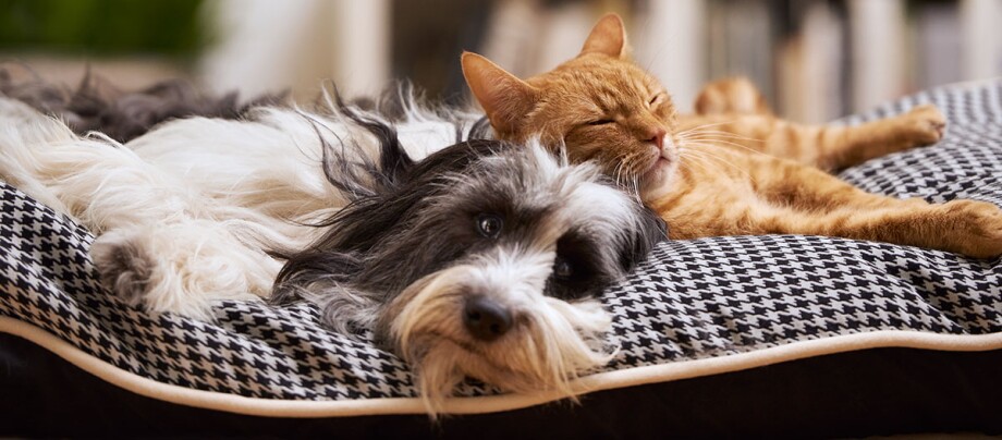 Kot i pies przytulają się leżąc na kraciastym kocu