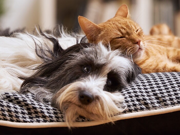 Hund und Katze vergesellschaften: Tipps!