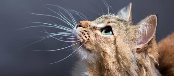 Eine Katze schaut nach oben.