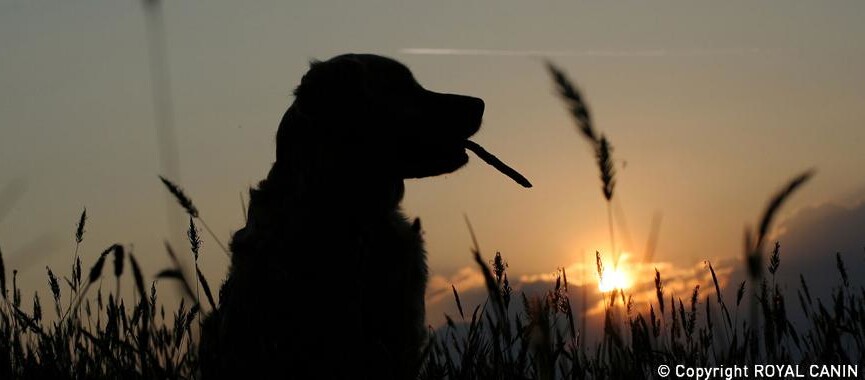 Ein Hund sitzt auf einem Feld, im Hintergrund der Sonnenuntergang.
