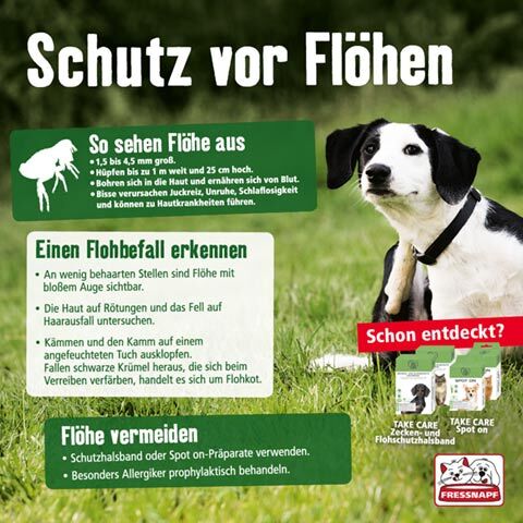 Erste Hilfe beim Hund + Infografik »