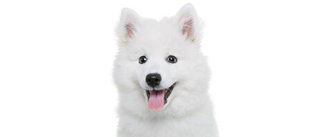 Japan Spitz Charakter Haltung Und Pflege Fressnapf Japan Spitz Charakter Haltung Und Pflege Fressnapf
