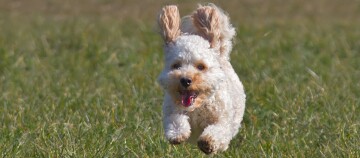 Kleiner, flauschiger Hund mit lockigem weiß-braunem Fell läuft fröhlich über eine grüne Wiese
