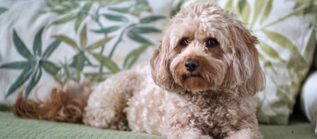 Ein Cavapoo sitzt auf dem Sofa