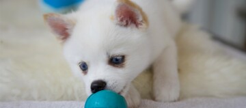 Weißer Welpe mit blauen Augen spielt mit blauem Ball auf weichem Teppich