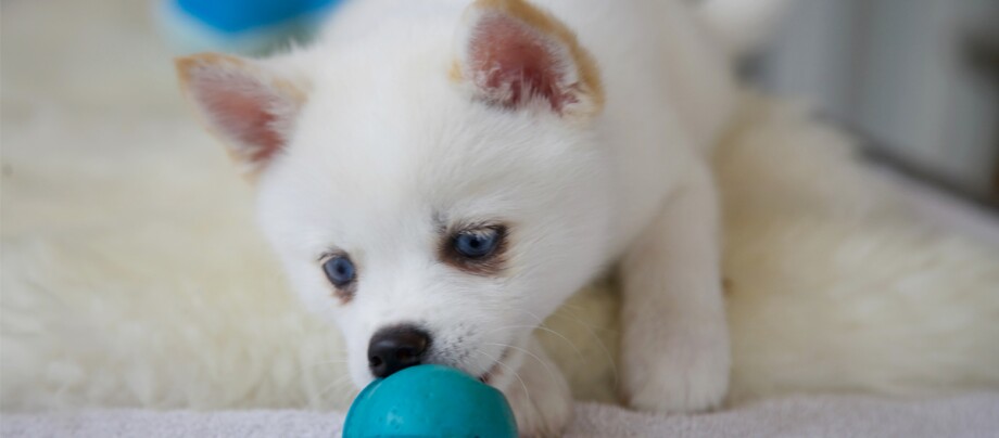 Ein Pomsky-Welpe spielt mit einem Ball