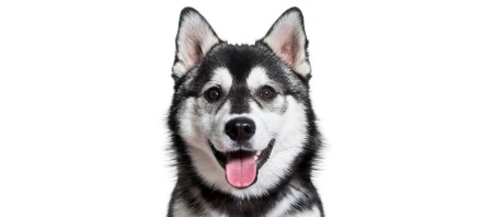 Ein Pomsky-Hund