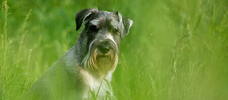 Ein Schnauzer sitzt im Grass.