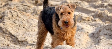Blije Airedale Terrier hond met krullige vacht staand op zand