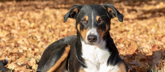 Schwarzer, brauner und weißer Hund liegt auf trockenen herbstlichen Blättern im Freien