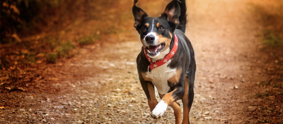 Ein Appenzeller Sennenhund rennt einen Weg entlang