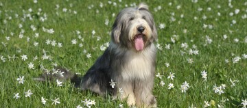 Fluffy langharige hond zittend op een groen veld met witte bloemen