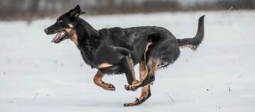 Chien noir et feu courant rapidement dans un paysage enneigé, plein d'énergie et de joie.