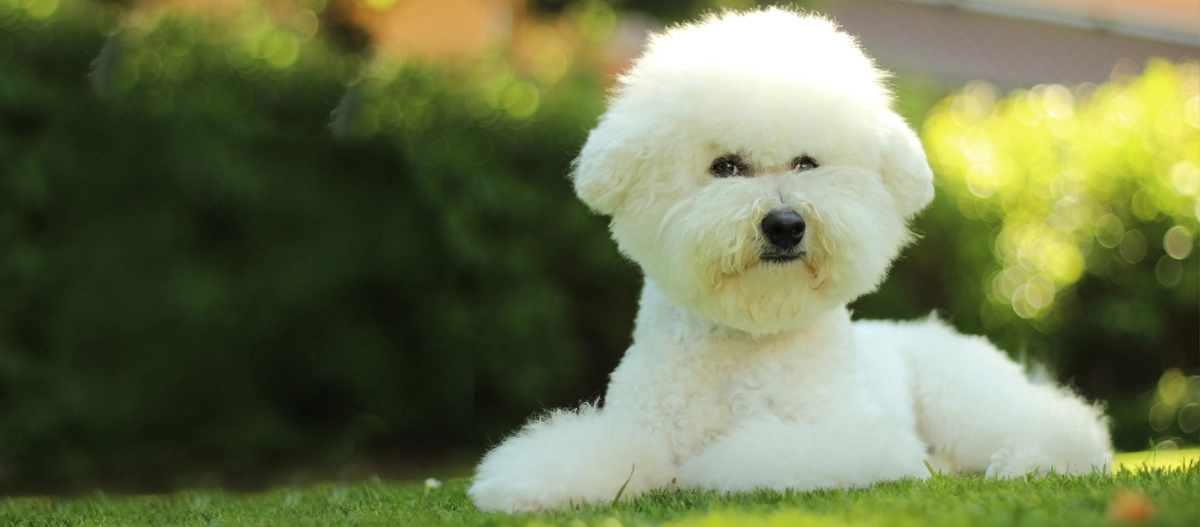 Weißer Bichon Frise Hund liegt entspannt auf grünem Gras im Garten bei Sonnenschein