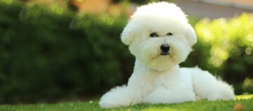 Chien Bichon Frisé blanc allongé sur l'herbe verte dans un jardin ensoleillé