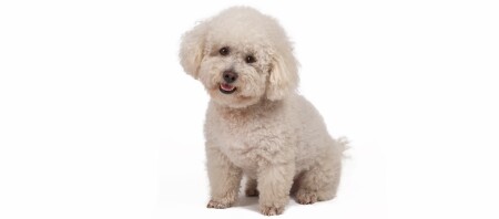 Ein Portrait eines Bichon Frise Hundes.