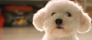 Kleiner weißer flauschiger Hund mit lockigem Fell und dunklen Augen, Nahaufnahme