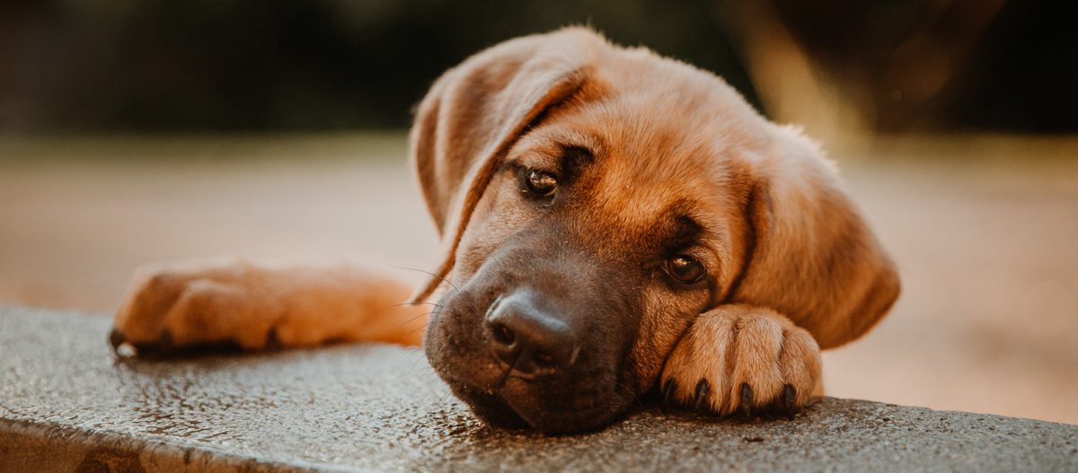 Danish mastiff sale