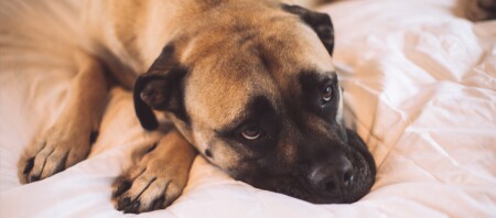 Ein Bullmastiff.