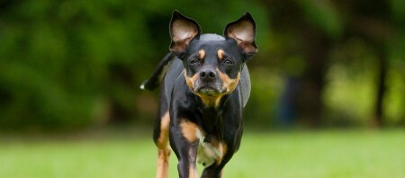 Un Pinscher allemand court dans un pré