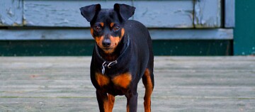 Petit chien Miniature Pinscher noir et feu debout attentivement sur une terrasse en bois devant une porte verte.