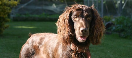 Ein deutscher Wachstelhund.