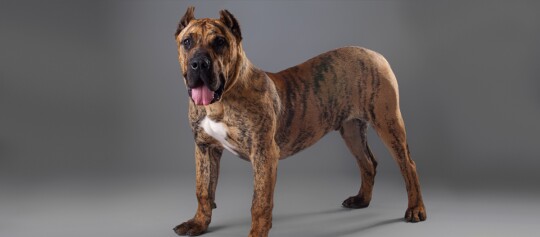 Großer muskulöser Hund mit gestromtem Fell und weißem Brustfleck, stehend vor grauem Hintergrund