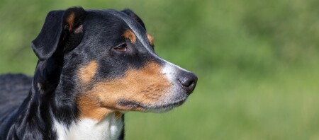 Eine Nahaufnahme eines Entlebucher Sennenhund.