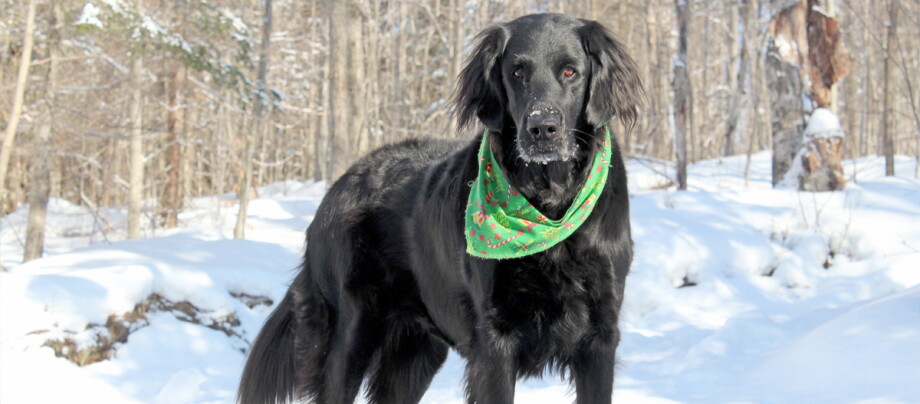 La tortue Flat coated retriever w środku zimowego lasu.
