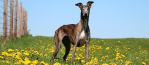 Schlanker gestromter Greyhound steht aufmerksam auf einer grünen Wiese voller gelber Löwenzahnblumen unter klarem blauem Himmel.